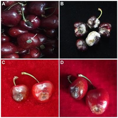 Characterization and toxicological potential of Alternaria alternata associated with post-harvest fruit rot of Prunus avium in China